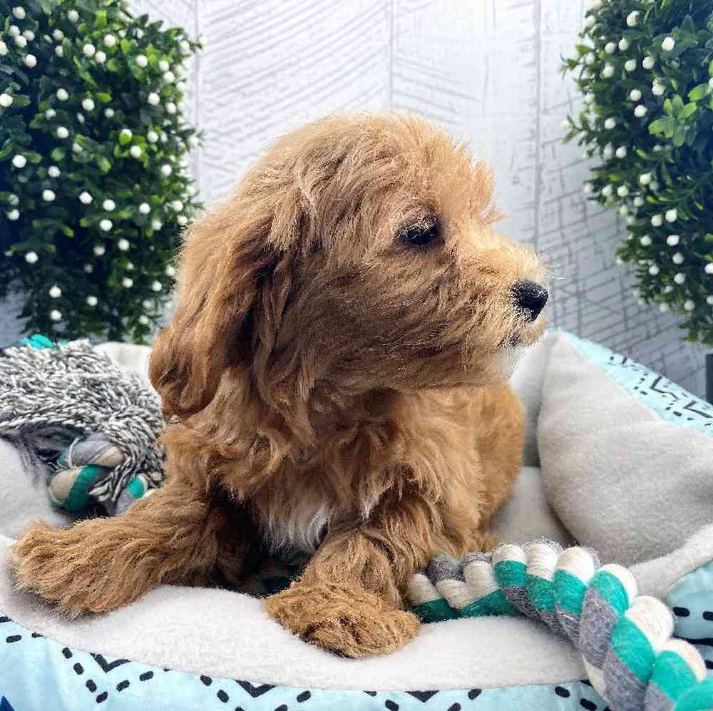 carousel pet images
