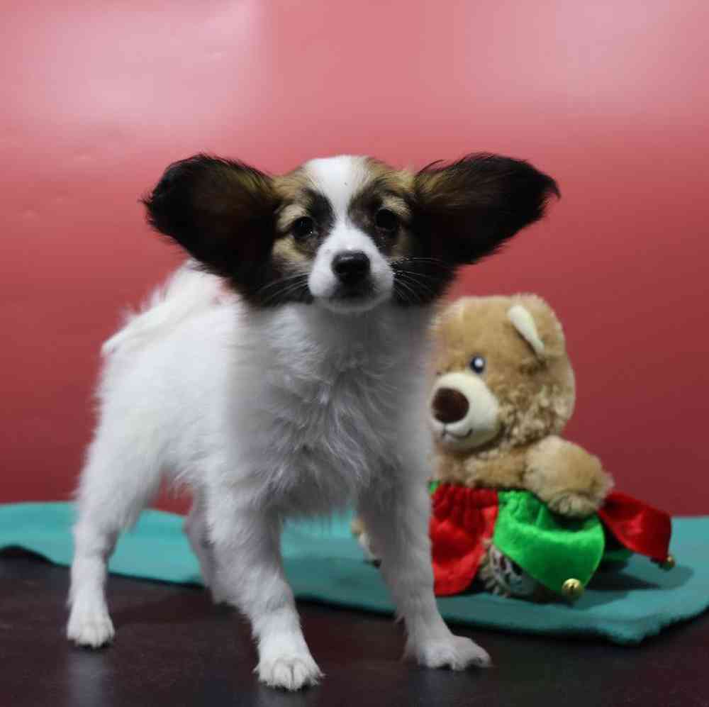 carousel pet images