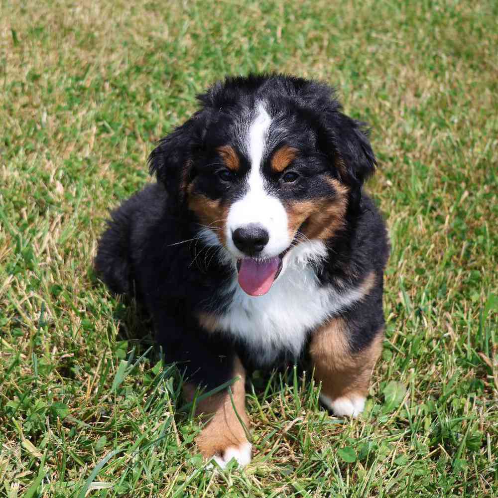 Female Bernese Mountain Dog Puppy for Sale in Millersburg, IN