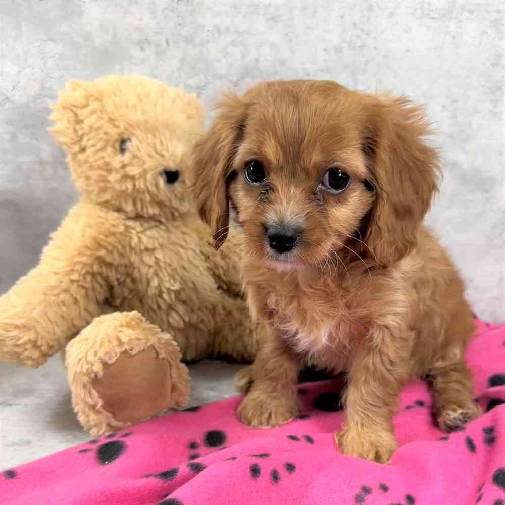 carousel pet images