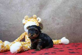 Yorkie
