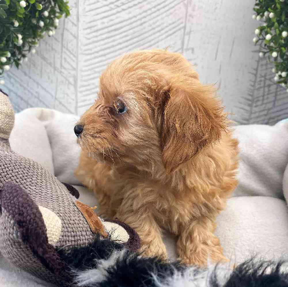 carousel pet images