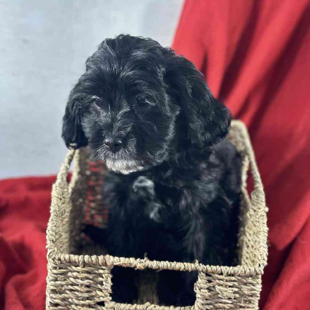 carousel pet images