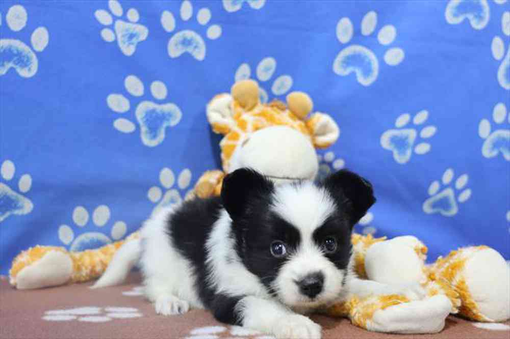 carousel pet images