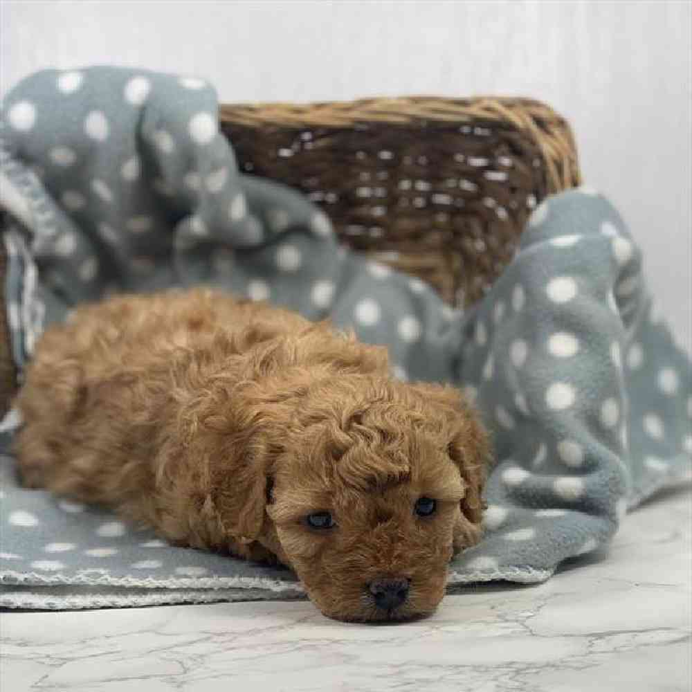 Female Cavapoo Puppy for Sale in Millersburg, IN