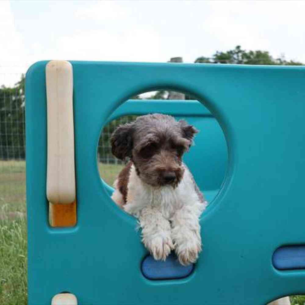 carousel pet images