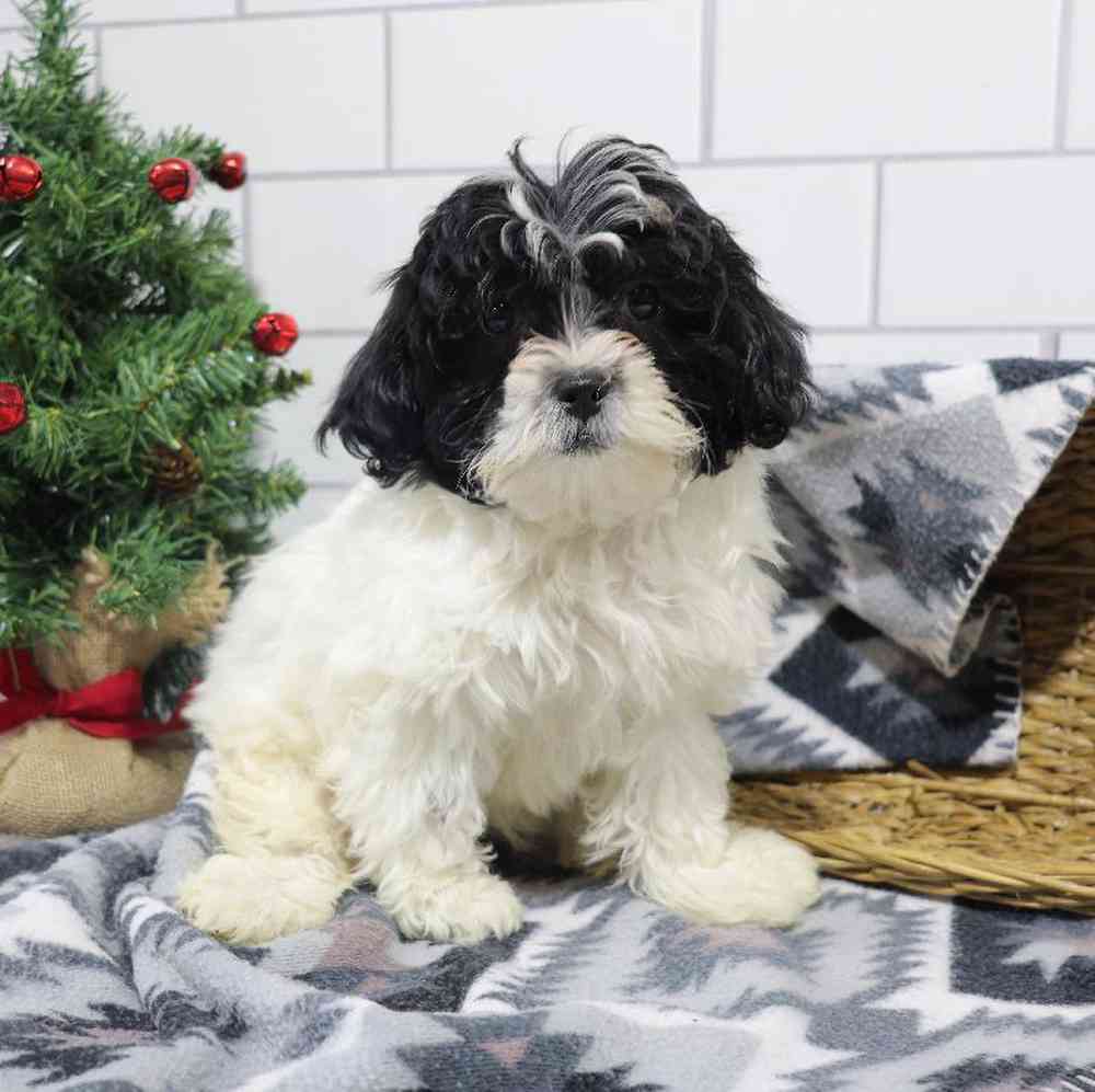 carousel pet images