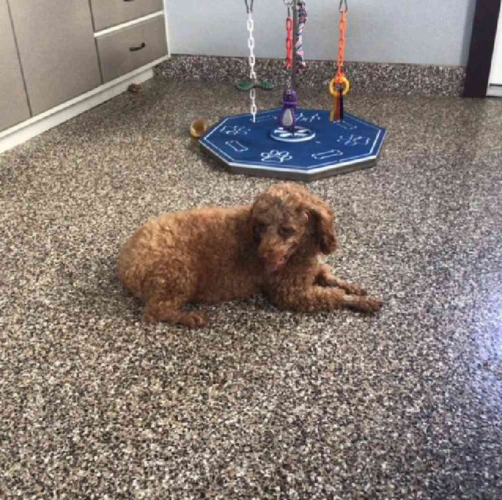 Male Mini Poodle Puppy for Sale in Millersburg, IN