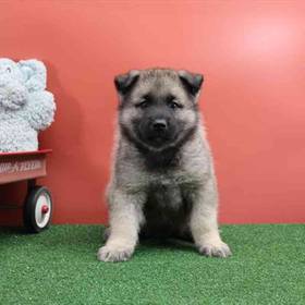 Norwegian Elkhound