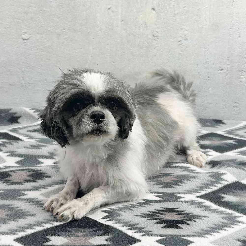 Male Shih Tzu Puppy for Sale in Millersburg, IN