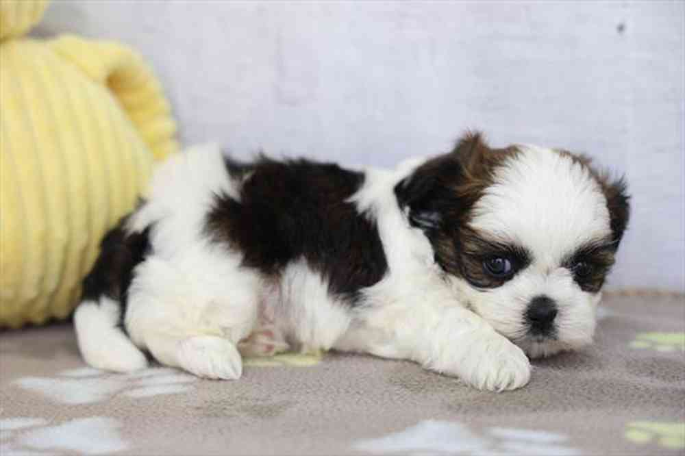 carousel pet images
