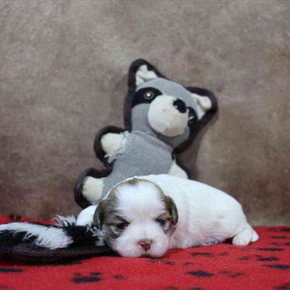carousel pet images