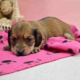 Dachshund