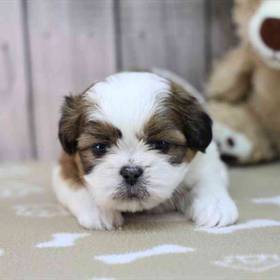 Shih Tzu