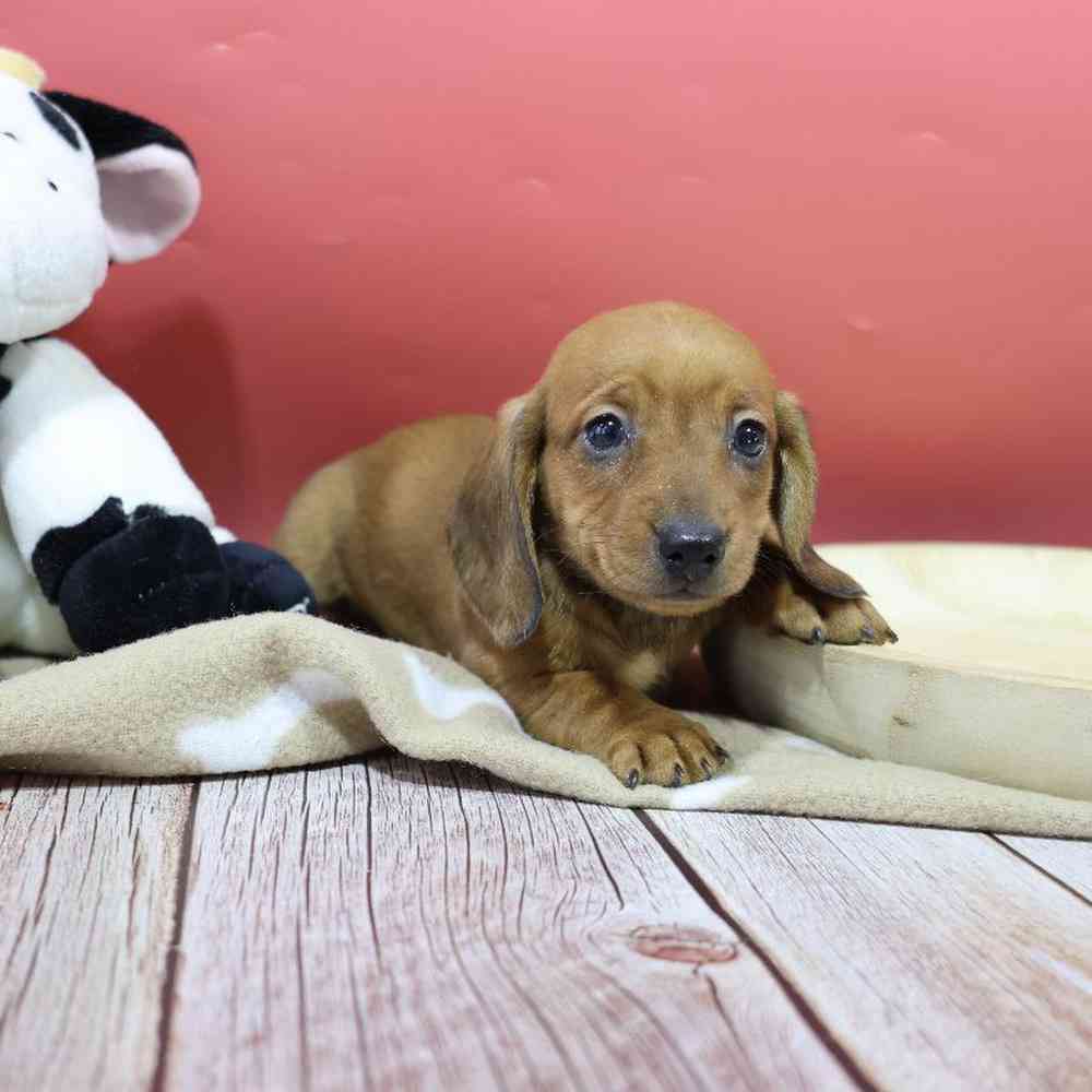 Female Dachshund Puppy for Sale in Millersburg, IN