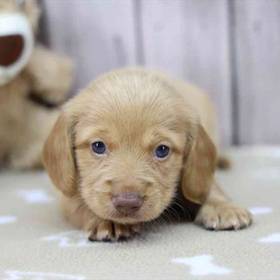 Dachshund