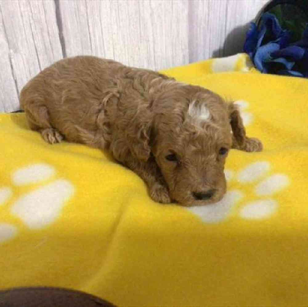 carousel pet images