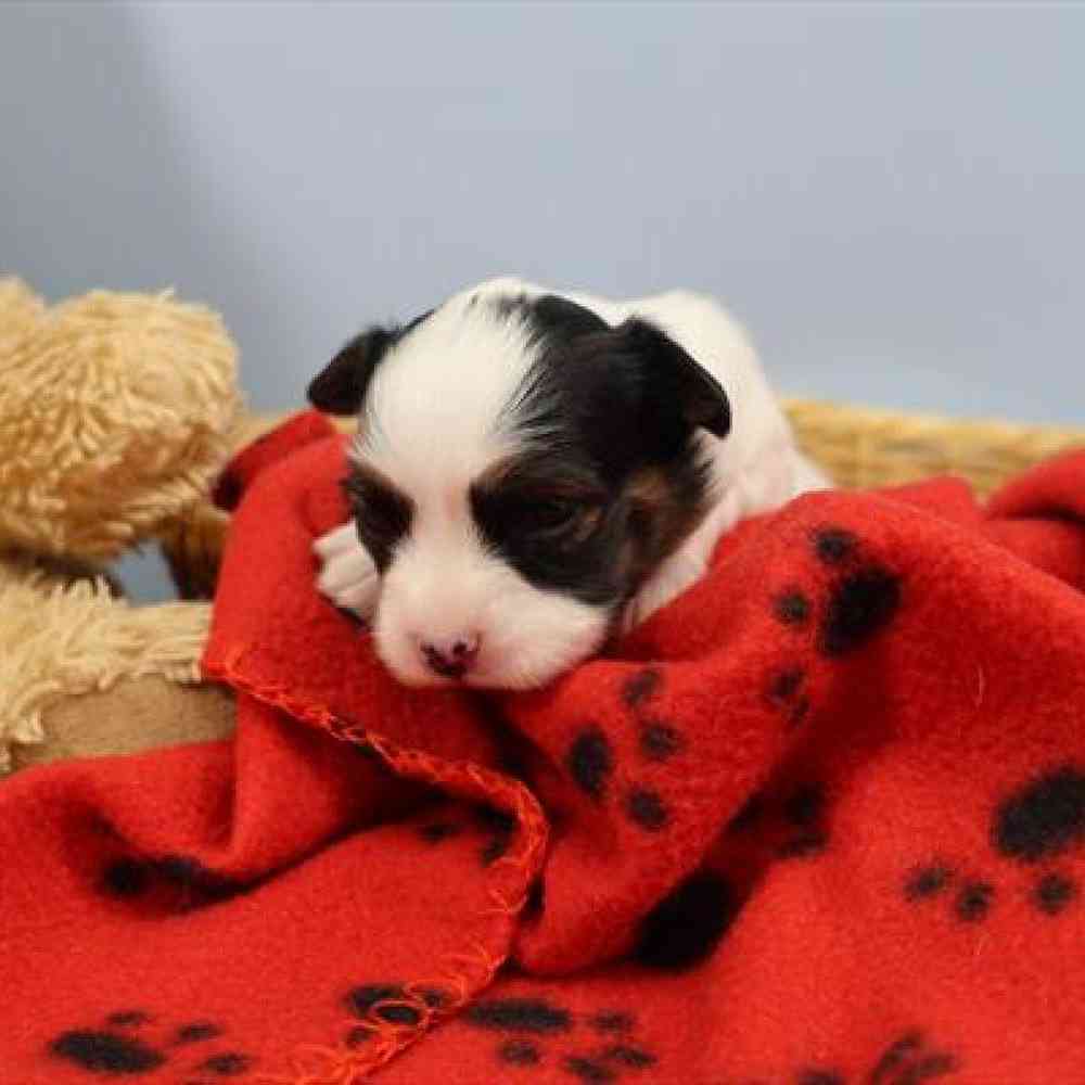 carousel pet images