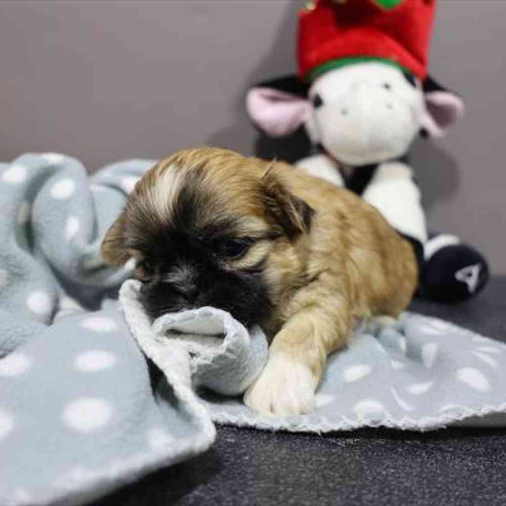 carousel pet images