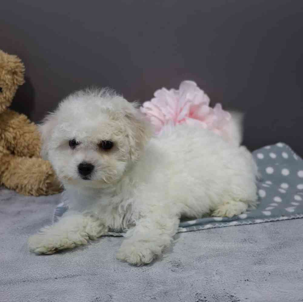 carousel pet images
