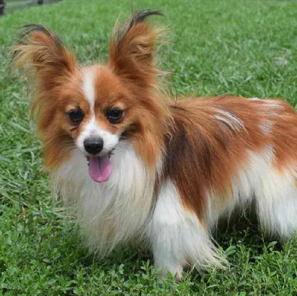 Female Papillon Puppy for Sale in Millersburg, IN