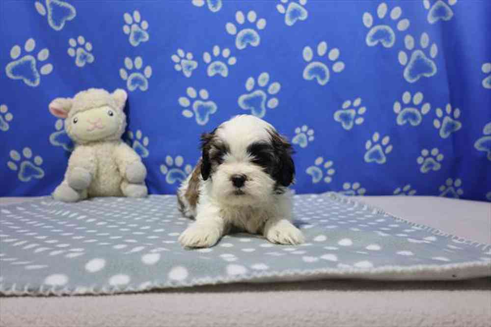 carousel pet images