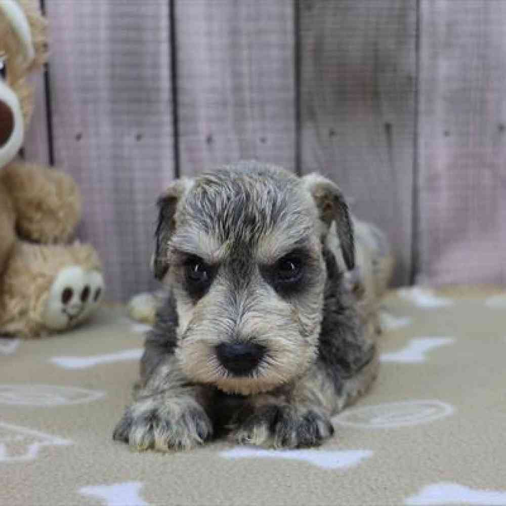 Image of a pet breed in the gallery
