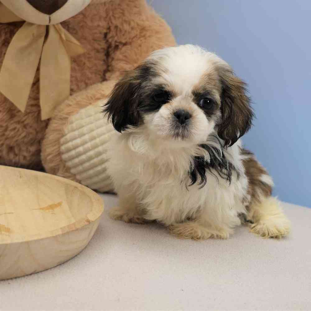 Male Shih Tzu Puppy for Sale in Millersburg, IN