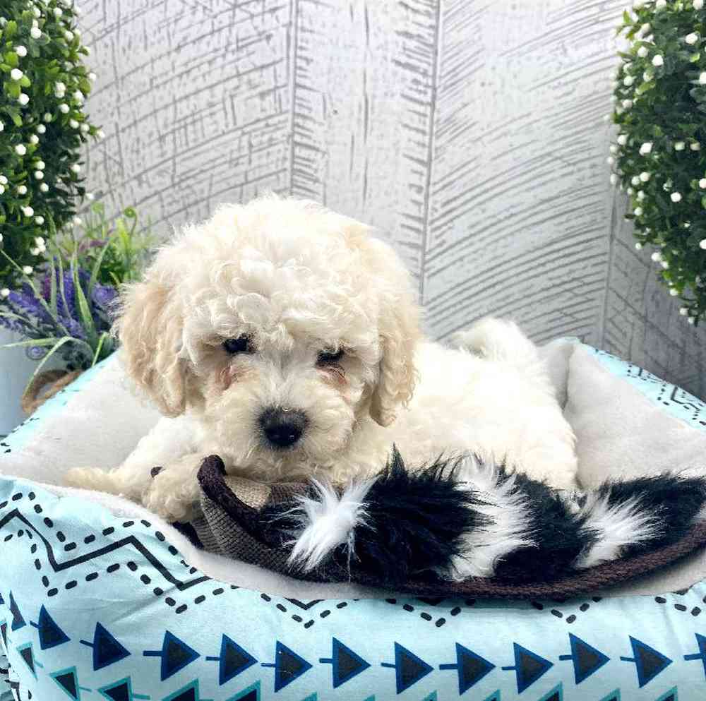 Male Cavachon Puppy for sale