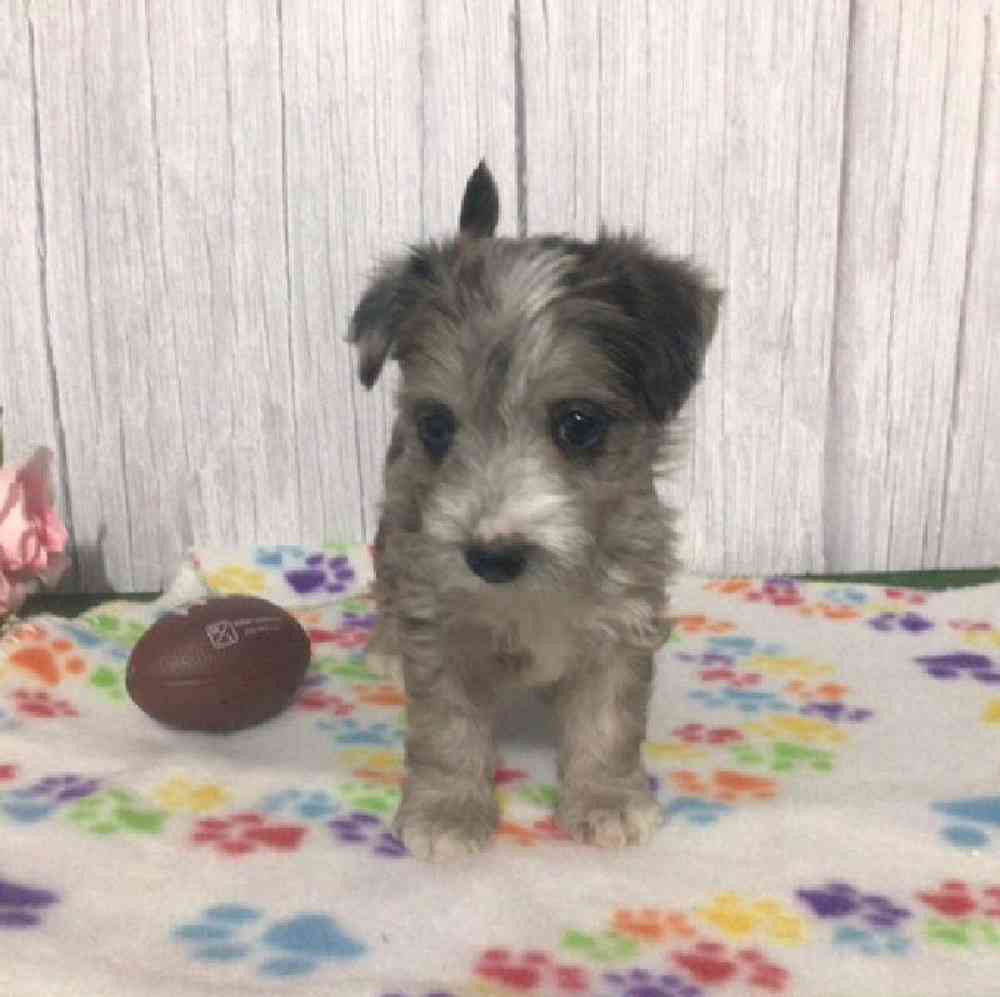 Female Westipoo Puppy for Sale in Millersburg, IN