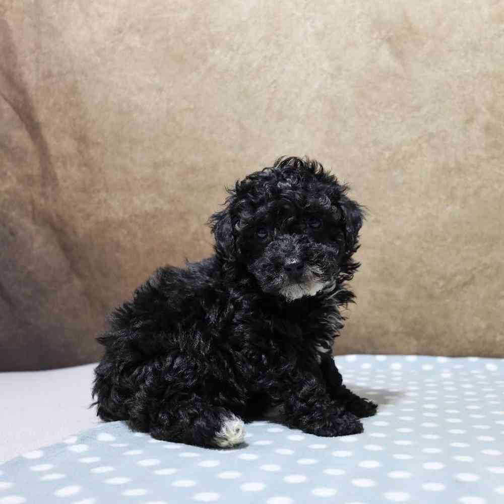 Male Mini Poodle Puppy for Sale in Millersburg, IN