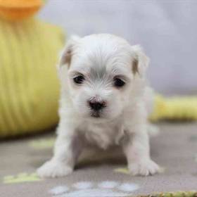 Maltese