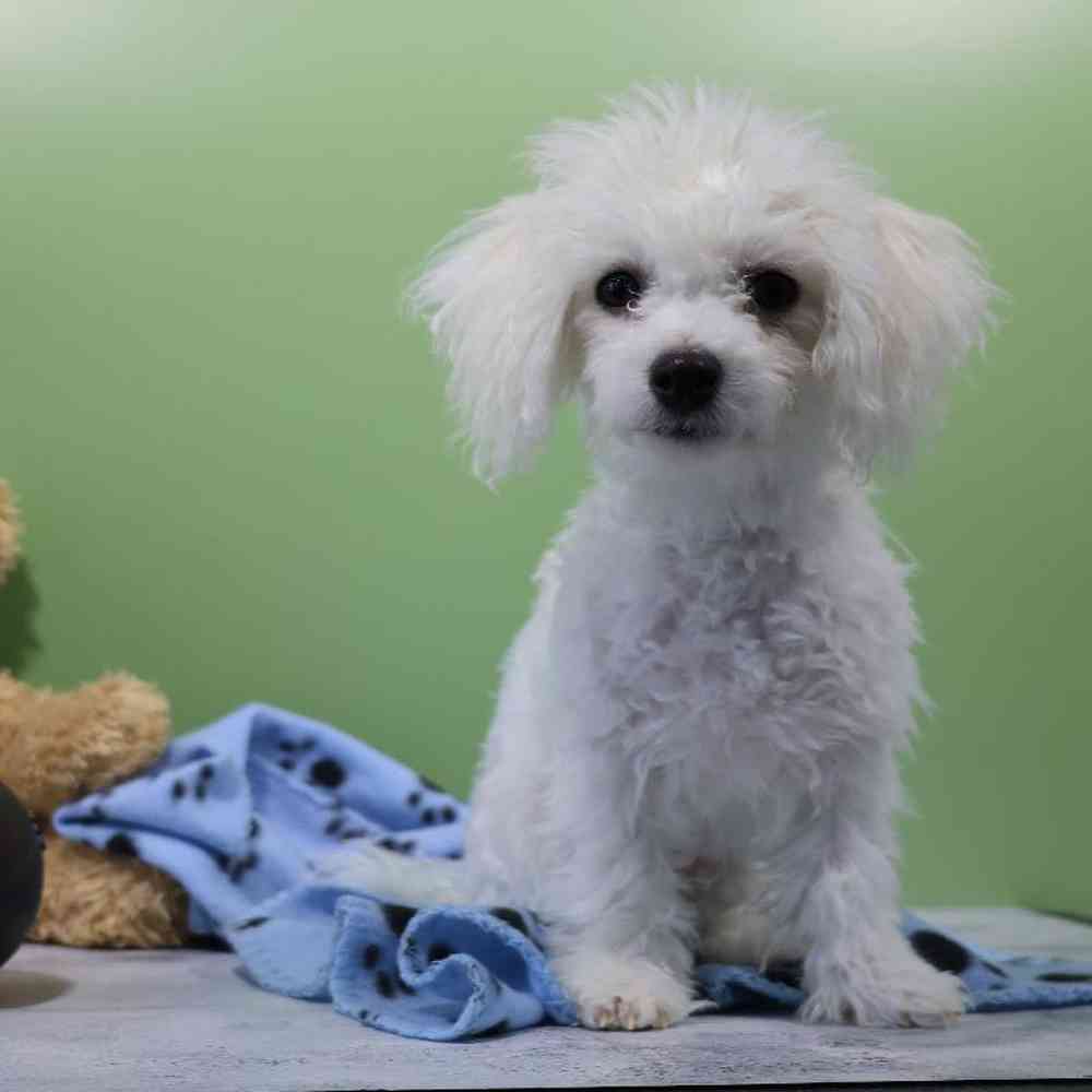 Male Bichon Puppy for Sale in Millersburg, IN
