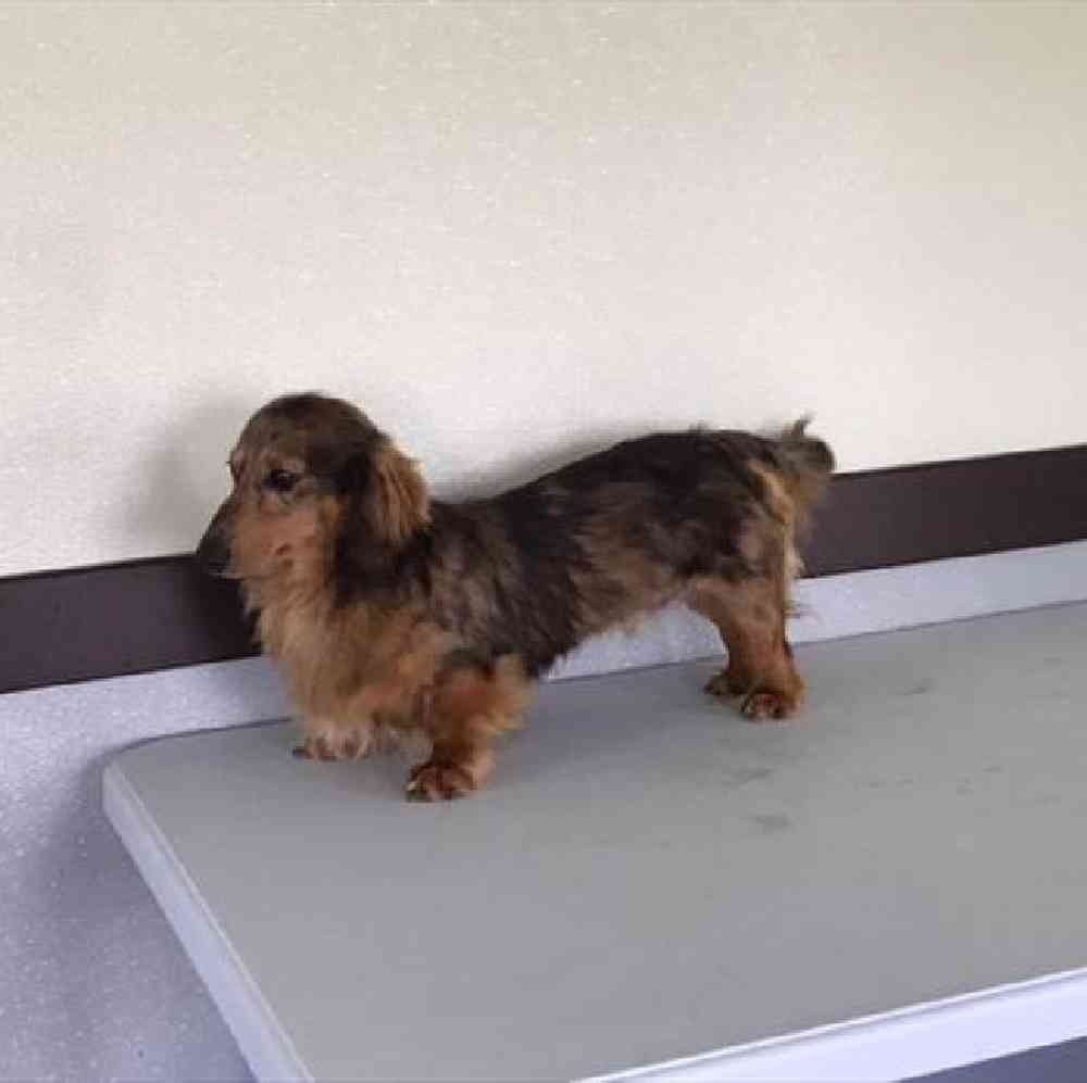 Female Dachshund Puppy for Sale in Millersburg, IN