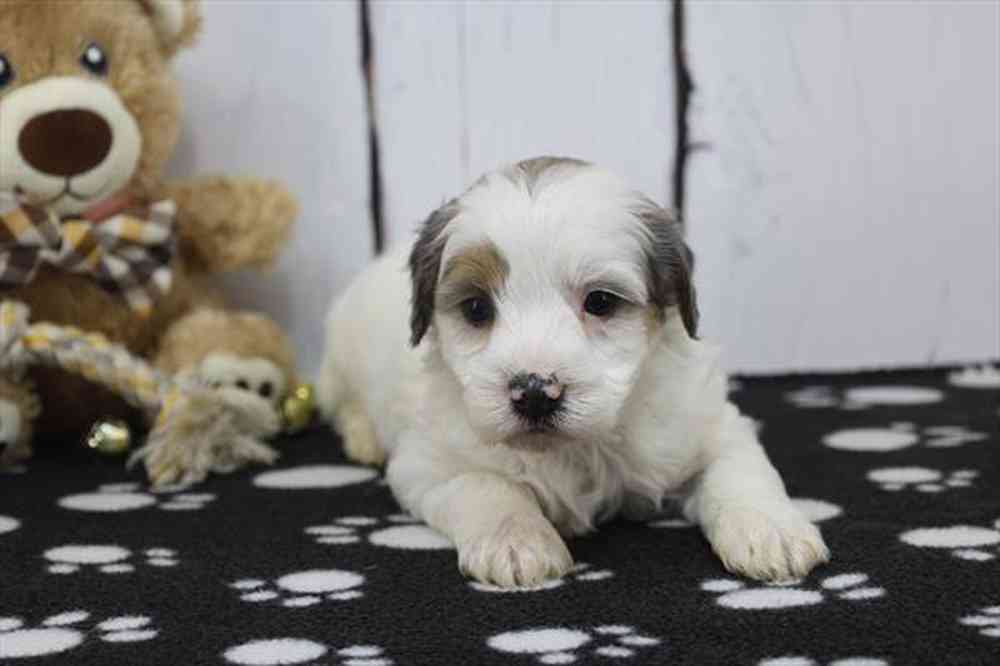 Image of a pet breed in the gallery
