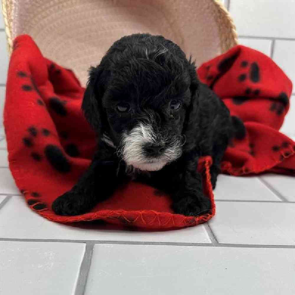 carousel pet images