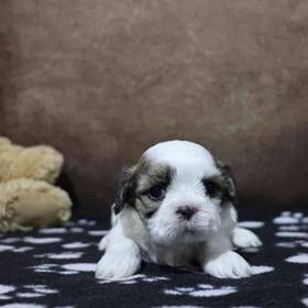 Shih Tzu