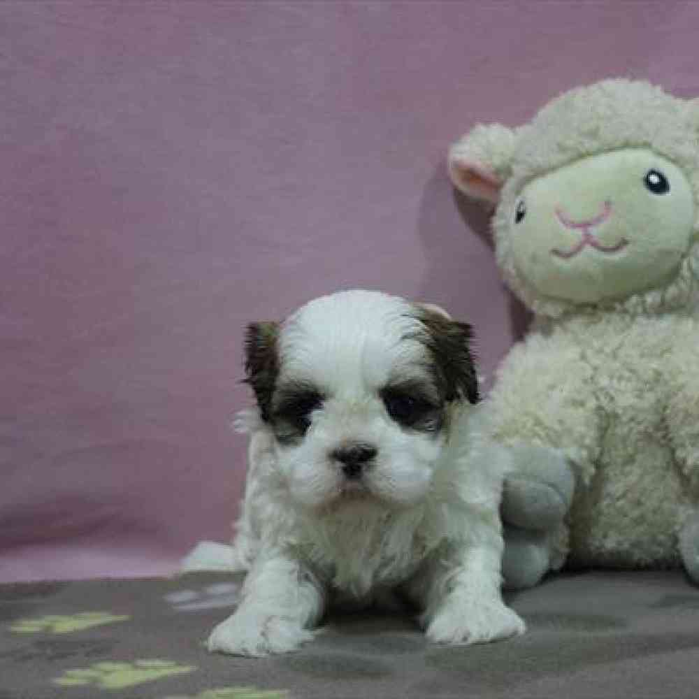 carousel pet images