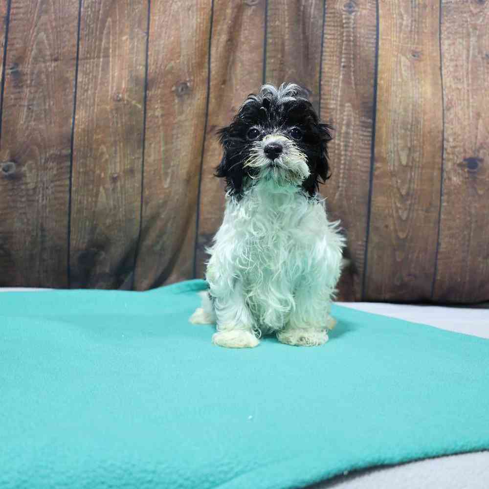 Female Havanese Puppy for Sale in Millersburg, IN