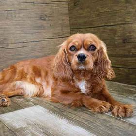 Cavalier King Charles Spaniel