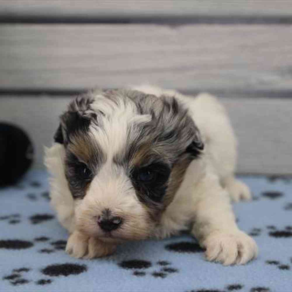Image of a pet breed in the gallery