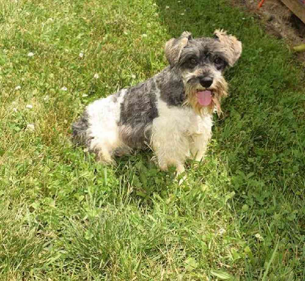 Female Mini Schnauzer Puppy for Sale in Millersburg, IN