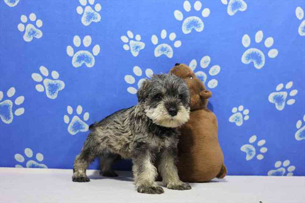carousel pet images