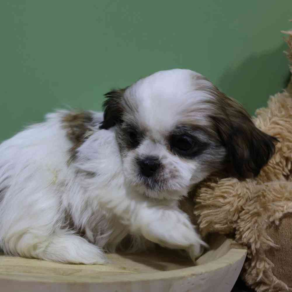 carousel pet images