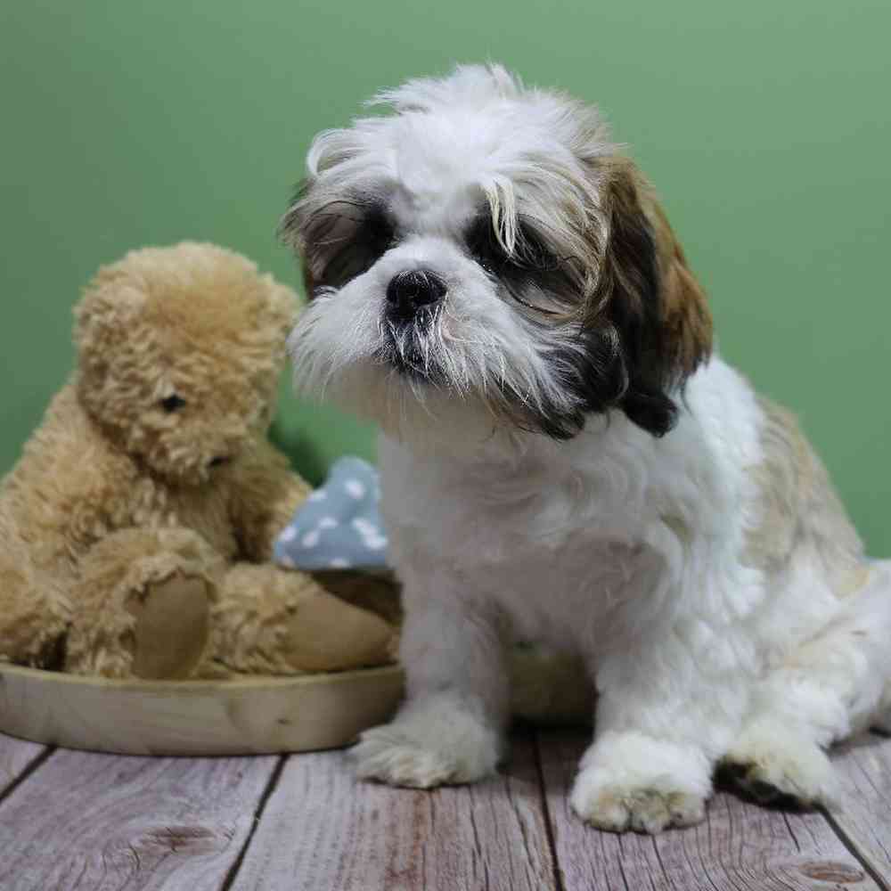carousel pet images