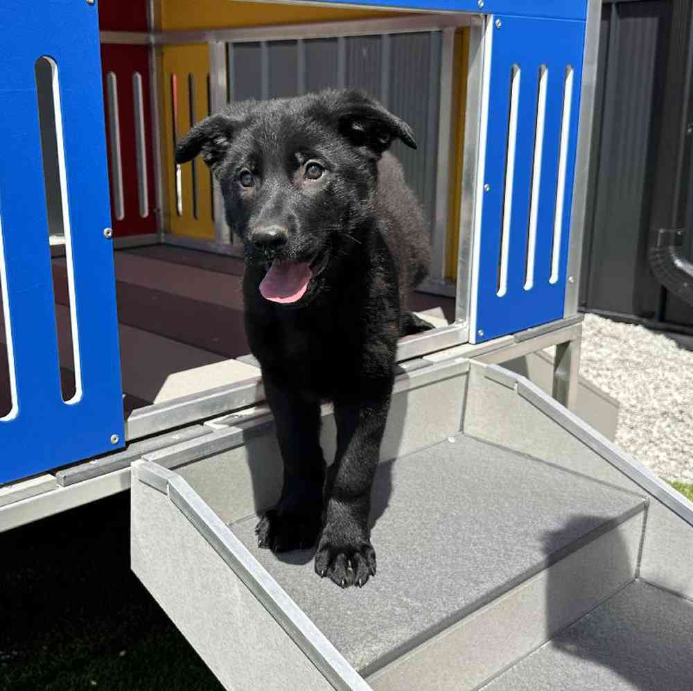 carousel pet images