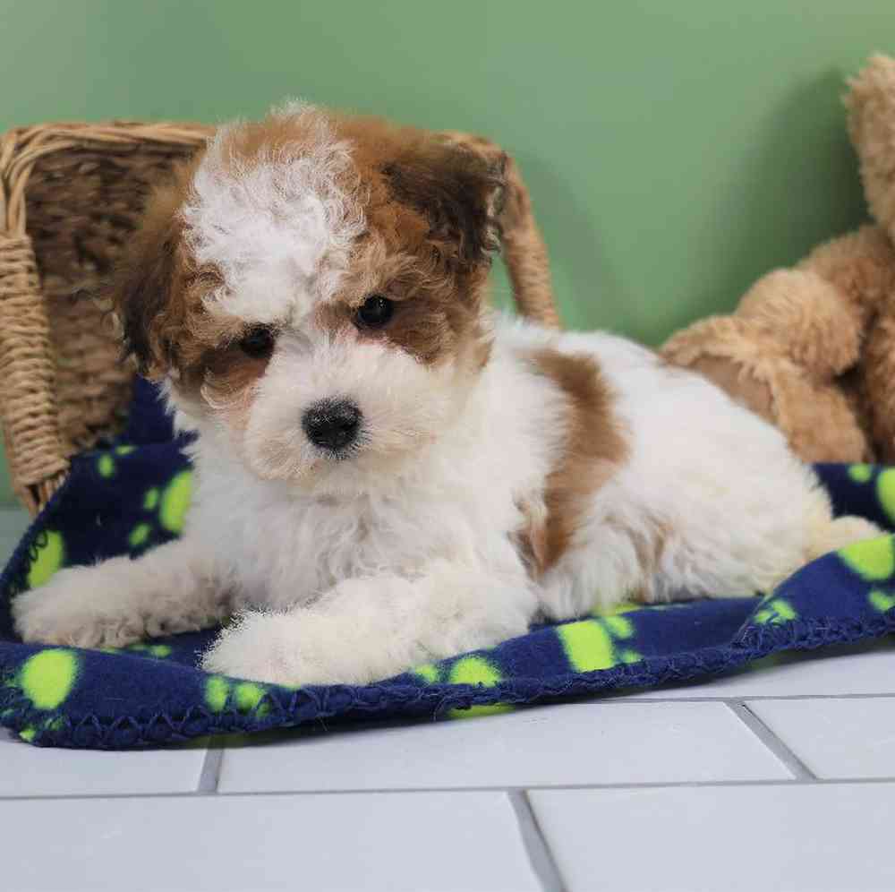 Male Bichon-Poodle Puppy for Sale in Millersburg, IN