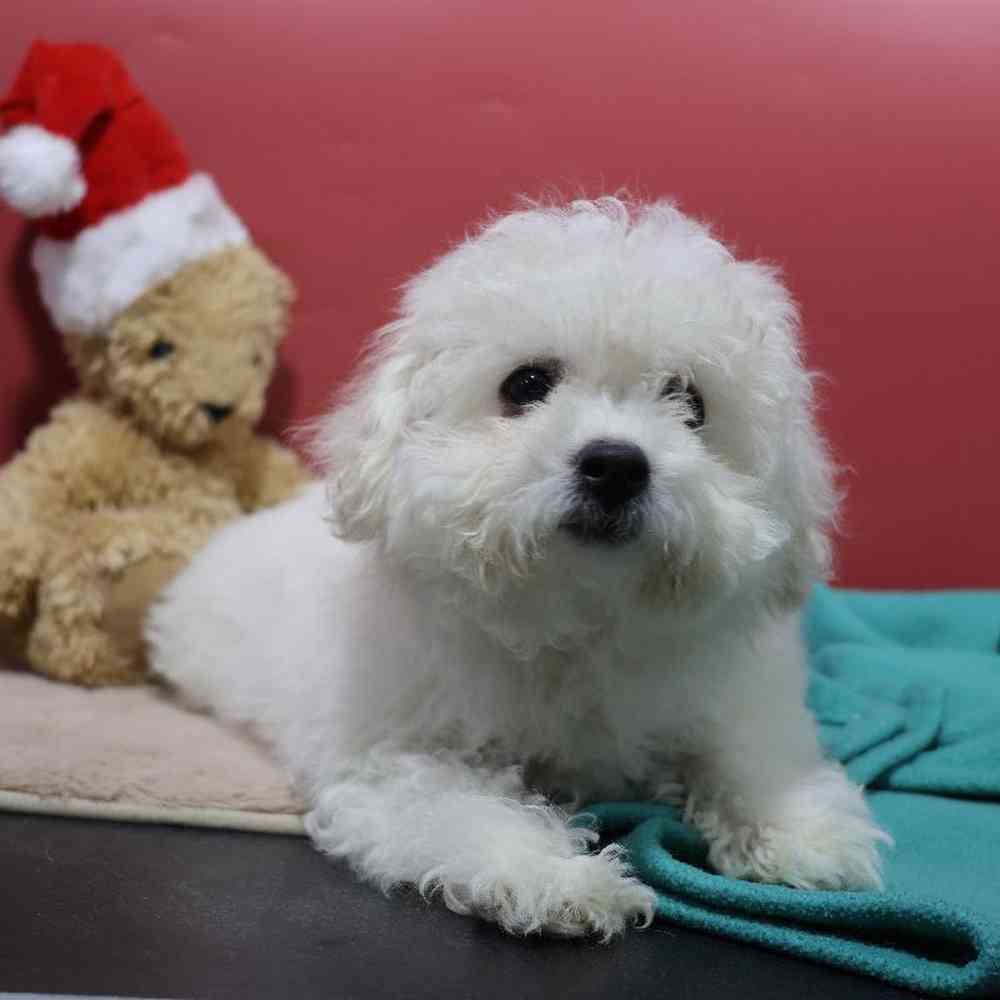carousel pet images