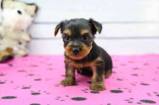 Yorkie