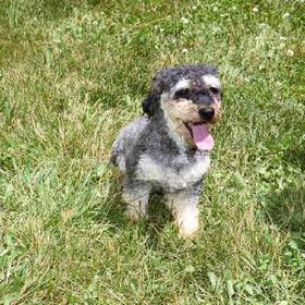 Schnoodle
